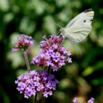 Brazilian verbena